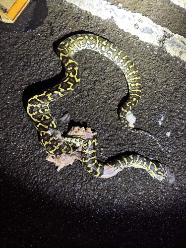 Jungle Carpet Python sighting