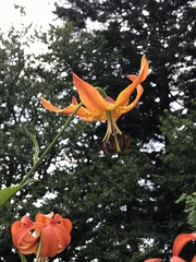Lilium superbum