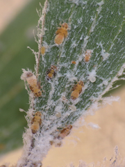 Boreioglycaspis melaleucae