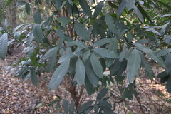 Tabernaemontana ventricosa