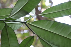 Tabernaemontana ventricosa