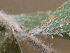 Boreioglycaspis melaleucae