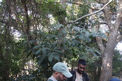 Tabernaemontana ventricosa