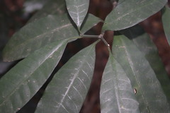 Tabernaemontana ventricosa