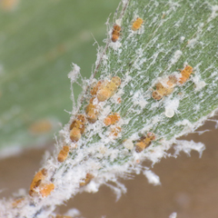 Boreioglycaspis melaleucae