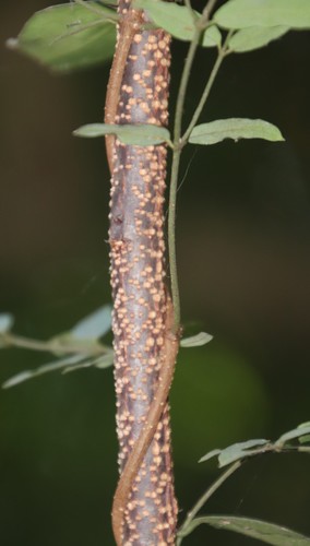 Image of Putterlickia verrucosa by (c) Tony Rebelo, some rights reserved (CC BY-SA)