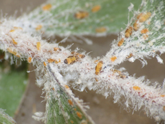 Boreioglycaspis melaleucae