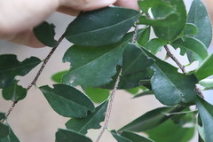 Putterlickia verrucosa