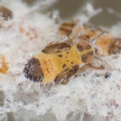 Boreioglycaspis melaleucae