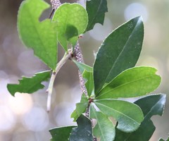 Putterlickia verrucosa