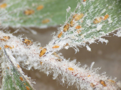 Boreioglycaspis melaleucae