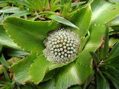Eryngium humile