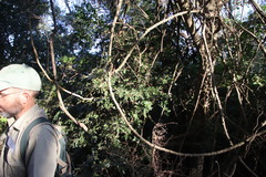 Englerophytum natalense