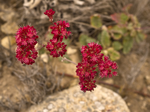 Red-flowering buckwheat