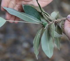 Englerophytum natalense