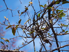 Taxillus liquidambaricola, photograph 葉子, CC0, iNaturalist via GBIF