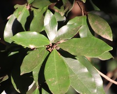 Englerophytum natalense