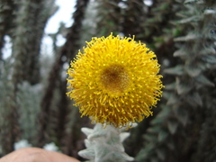 Lasiocephalus ovatus