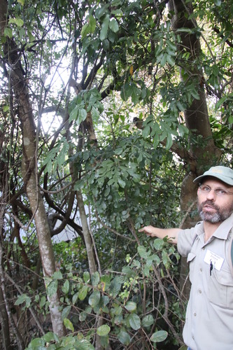 Cussonia zuluensis Strey 2