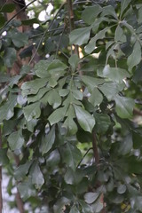 Cussonia zuluensis