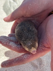 Cape Golden Mole photo 4