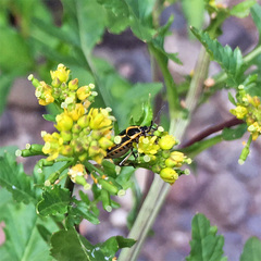 Eurydema oleracea