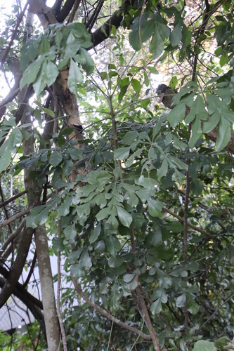 Image of Cussonia zuluensis by (c) Tony Rebelo, some rights reserved (CC BY-SA)