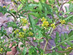 Eurydema oleracea