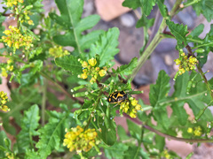 Eurydema oleracea