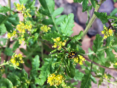 Eurydema oleracea