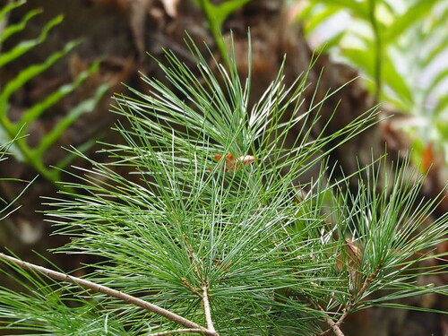 Image of Pinus morrisonicola by no rights reserved