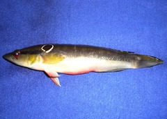 Crenicichla anthurus