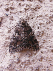 Catocala sponsa