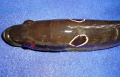 Crenicichla anthurus