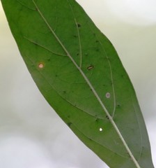 Pavetta lanceolata