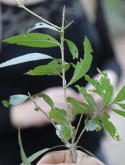 Pavetta lanceolata