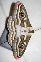 Heniocha apollonia