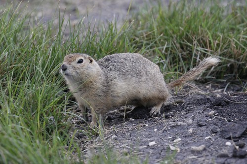 Richardson's Ground Squirrel