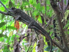 Enyalioides rubrigularis