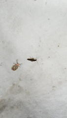 Ectobius lapponicus