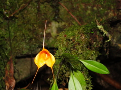 Masdevallia hirtzii