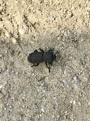 Phloeodes diabolicus