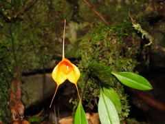 Masdevallia hirtzii