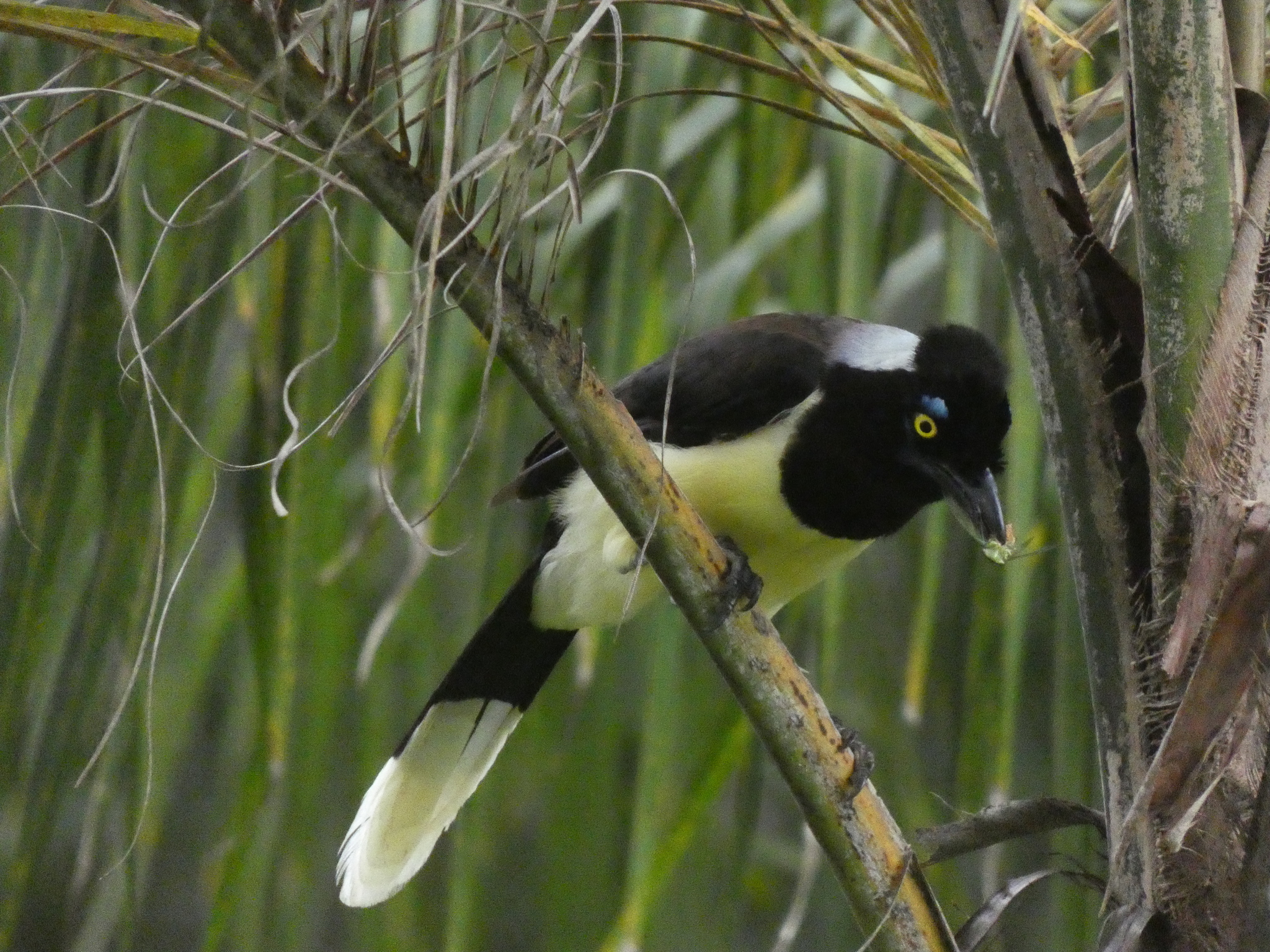 White-naped Jay (Cyanocorax cyanopogon), photo 8