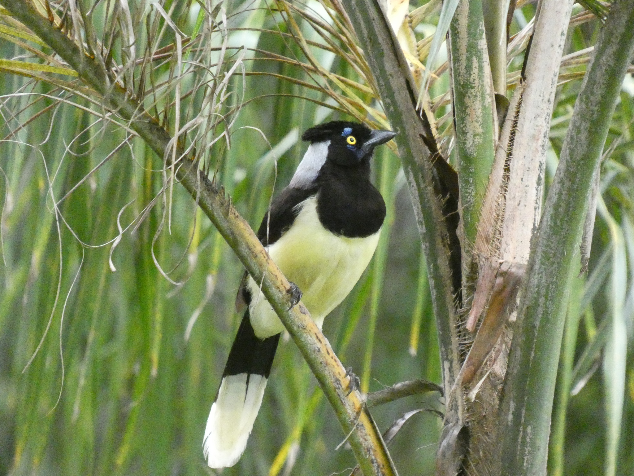 White-naped Jay (Cyanocorax cyanopogon), photo 7