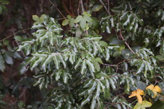 Landolphia kirkii