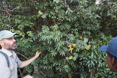 Landolphia kirkii