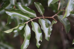 Landolphia kirkii