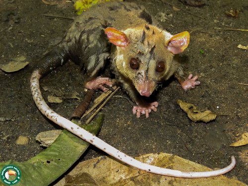 Bare-tailed Woolly Opossum
