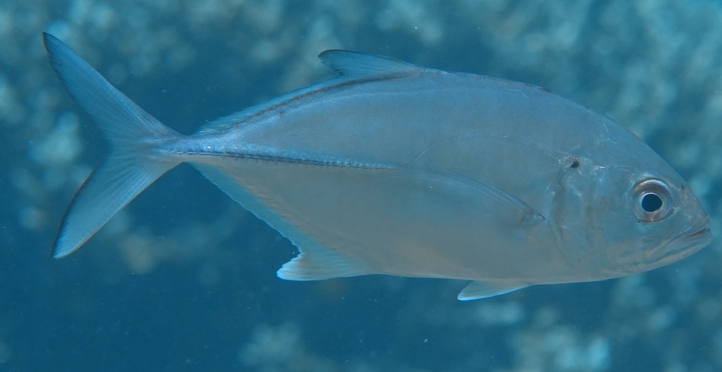 Bigeye trevally (Caranx sexfasciatus) — Carangidae